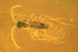 Several Fossil Flies (Diptera) In Baltic Amber #105529-5